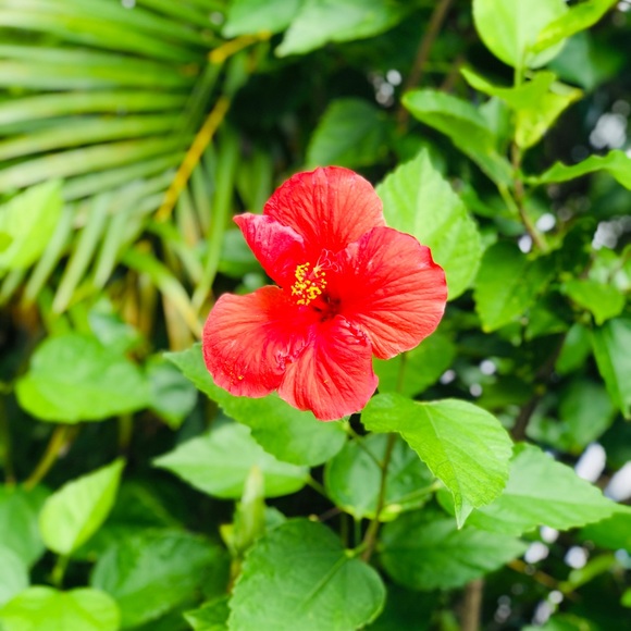 Meet your Posher, Maria - Picture 1 of 1